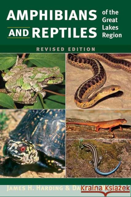 Amphibians and Reptiles of the Great Lakes Region, Revised Ed. James H. Harding David Mifsud 9780472053384