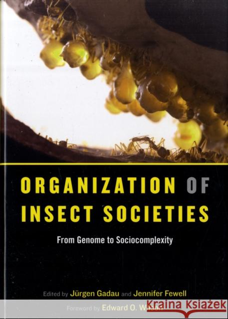 Organization of Insect Societies: From Genome to Sociocomplexity Gadau, Jürgen 9780674031258 Harvard University Press