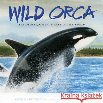 Wild Orca: The Oldest, Wisest Whale in the World Brenda Peterson Wendell Minor 9781250110695 Henry Holt & Company