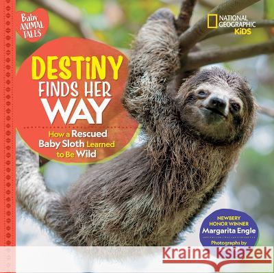 Destiny Finds Her Way: How a Rescued Baby Sloth Learned to Be Wild Margarita Engle 9781426372353