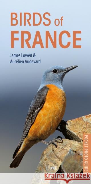 Birds of France James Lowen Aurelien Audevard 9781472949011