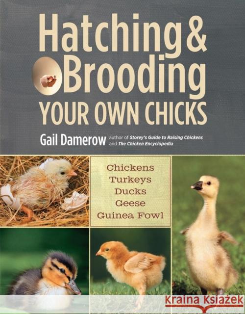Hatching & Brooding Your Own Chicks: Chickens, Turkeys, Ducks, Geese, Guinea Fowl Damerow, Gail 9781612120140 0