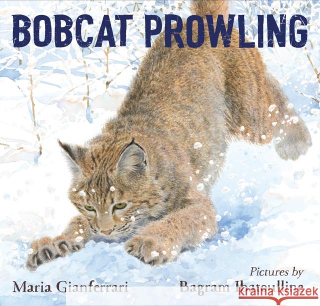 Bobcat Prowling Maria Gianferrari Bagram Ibatoulline 9781626727861 Roaring Brook Press