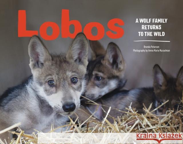 Lobos: A Wolf Family Returns to the Wild Brenda Peterson Annie Marie Musselman 9781632170842 Little Bigfoot