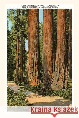The Vintage Journal Three Graces Redwoods, Sequoia, California Found Image Press 9781648115394 Found Image Press