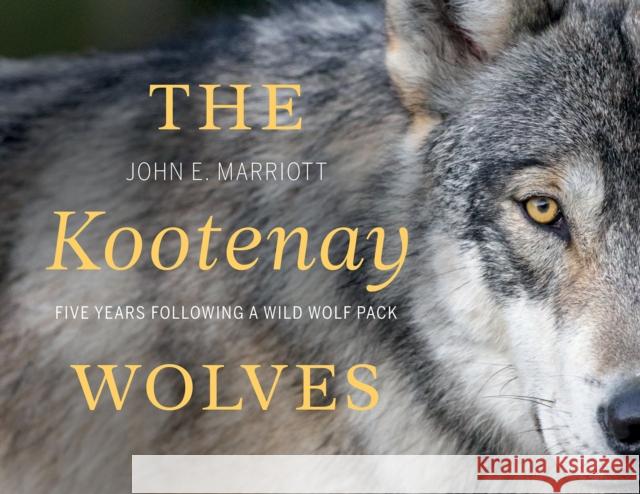 The Kootenay Wolves: Five Years Following a Wild Wolf Pack  9781771604949 Rocky Mountain Books Incorporated
