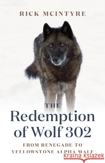 The Redemption of Wolf 302: From Renegade to Yellowstone Alpha Male Rick McIntyre 9781771645270 Greystone Books