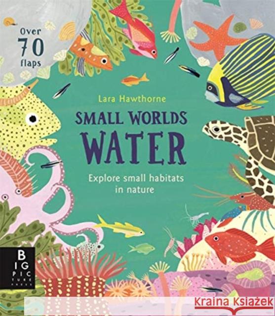 Small Worlds: Water Lily Murray 9781787415621 Templar Publishing