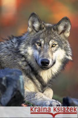Watching You: Wolves Live and Hunt in Packs of Around Six to Ten Animals. They Are Known to Roam Large Distances, Perhaps 12 Miles i Planners and Journals 9781796607154 Independently Published