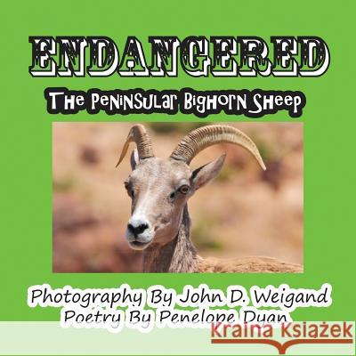 Endangered--The Peninsular Bighorn Sheep Penelope Dyan, John D Weigand, John D Weigand 9781935630104 Bellissima Publishing