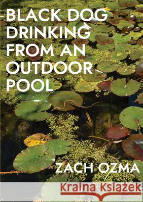 Black Dog Drinking from an Outdoor Pool Zach Ozma 9781943977567 Sibling Rivalry Press, LLC