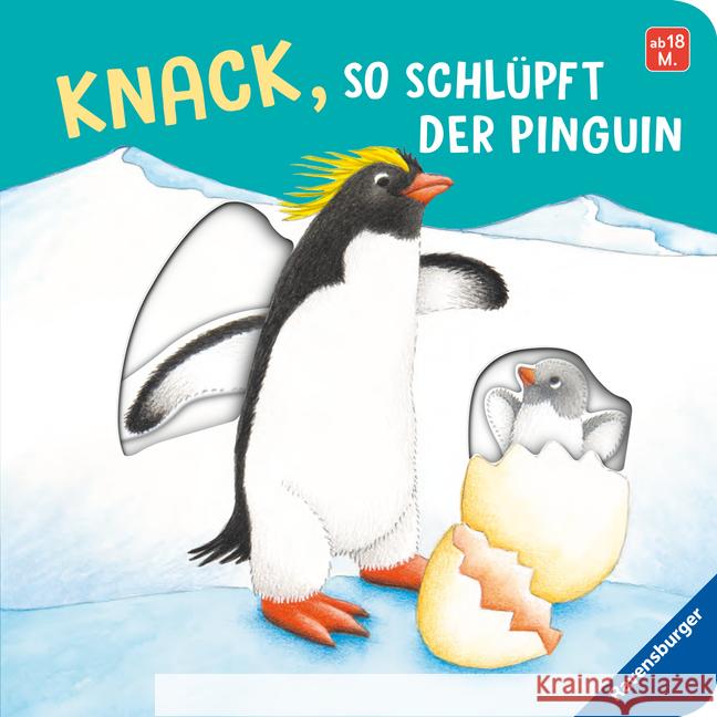 Knack, so schlüpft der Pinguin Nahrgang, Frauke 9783473417742 Ravensburger Verlag