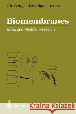 Biomembranes: Basic and Medical Research Benga, Gheorghe 9783642648151 Springer