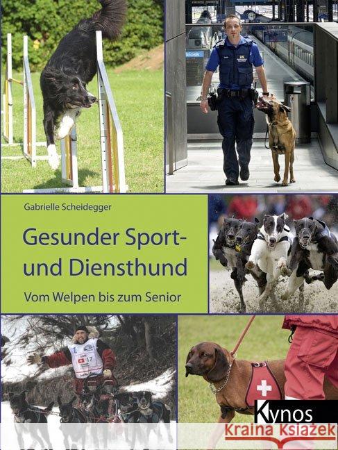 Gesunder Sport- und Diensthund : Vom Welpen bis zum Senior Scheidegger, Gabrielle 9783942335980 Kynos