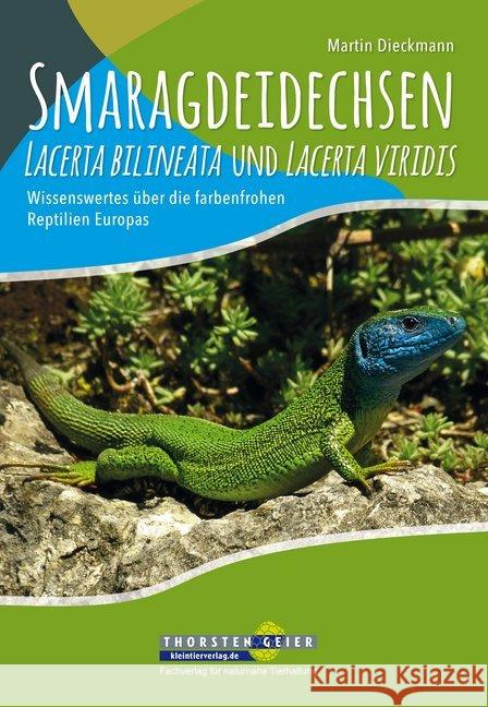 Smaragdeidechsen Lacerta bilineata und Lacerta viridis : Wissenswertes über die farbenfrohen Reptilien Europas Dieckmann, Martin 9783944484174 Kleintierverlag
