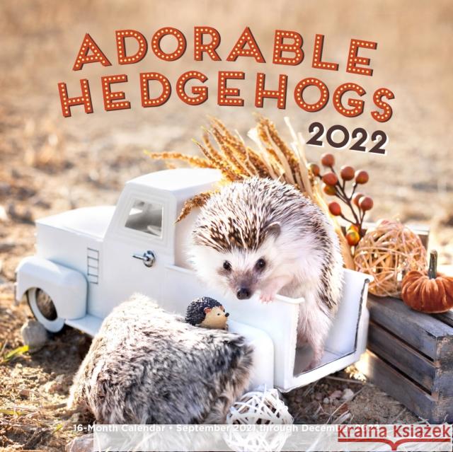 Adorable Hedgehogs 2022: 16-Month Calendar - September 2021 through December 2022 Editors of Rock Point 9781631067723 Rock Point - książka