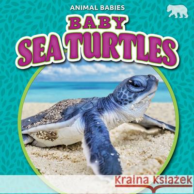 Baby Sea Turtles Jenna Grodzicki 9781636913582 Bearcub Books - książka