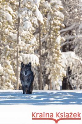 Beautiful Eyes This Morning: The Gray Wolf or Timber Wolf, Is a Canine Native to the Wilderness and Remote Areas of Eurasia and North America. Planners And Journals 9781796333442 Independently Published - książka