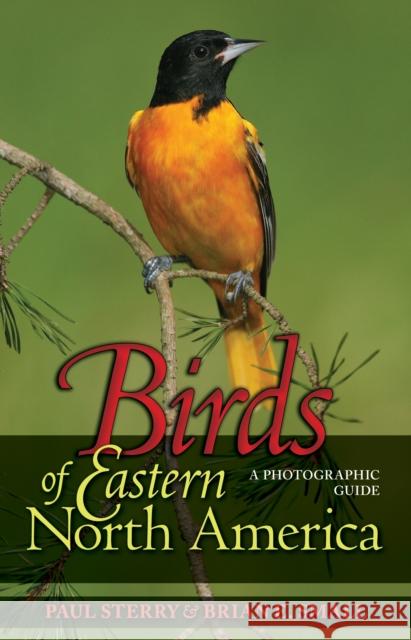 Birds of Eastern North America: A Photographic Guide a Photographic Guide Sterry, Paul 9780691134260 Princeton University Press - książka
