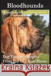 Bloodhounds, Bloodhound Training Book for Both Bloodhound Dogs & Bloodhound Puppies by D!g This Dog Training: Dog Training Begins from the Car Ride Ho Mr Doug K. Naiyn 9781722498948 Createspace Independent Publishing Platform