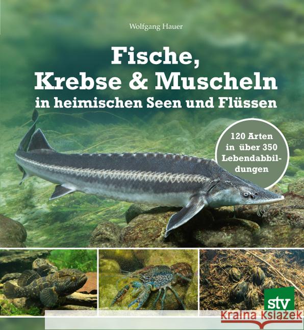 Fische, Krebse & Muscheln in heimischen Seen und Flüssen Hauer, Wolfgang 9783702018979 Stocker - książka