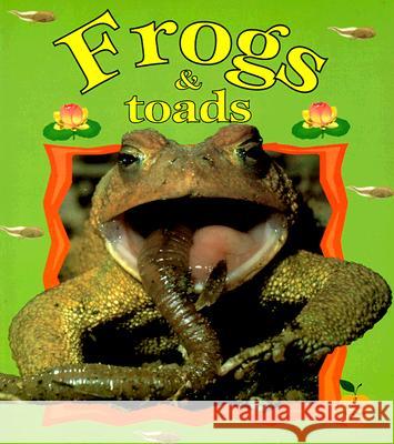 Frogs & Toads Bobbie Kalman Tammy Everts 9780865057159 Crabtree Publishing Company - książka