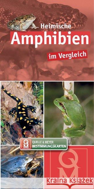 Heimische Amphibien im Vergleich, Bestimmungskarten  9783494016795 Quelle & Meyer - książka