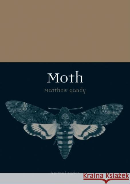 Moth Matthew Gandy 9781780235851 Reaktion Books - książka