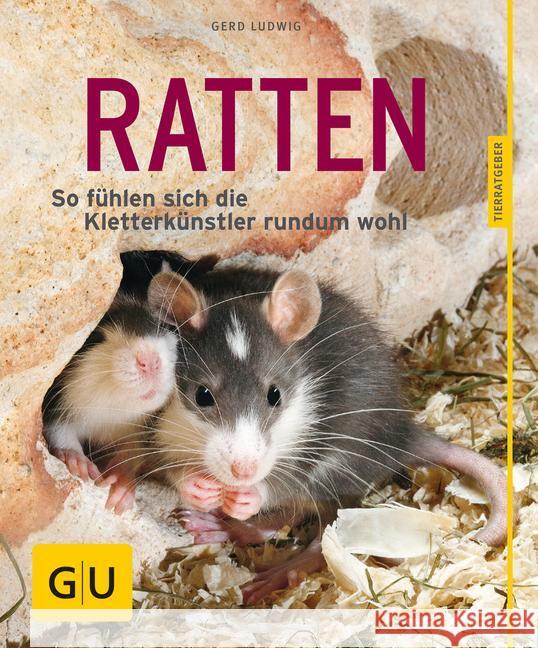 Ratten : So fühlen sich die Kletterkünstler rundum wohl Ludwig, Gerd 9783833855078 Gräfe & Unzer - książka