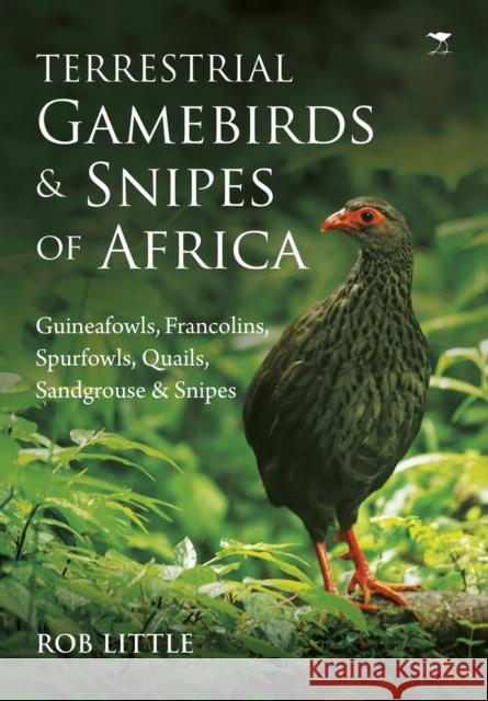 Terrestrial Gamebirds & Snipes of Africa: Guineafowls, Francolins, Spurfowls, Quails, Sandgrouse & Snipes Little, Rob 9781431424146  - książka