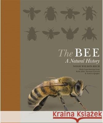 The Bee: A Natural History Noah Wilson-Rich Kelly Allin Norman Carreck 9780691182476 Princeton University Press - książka