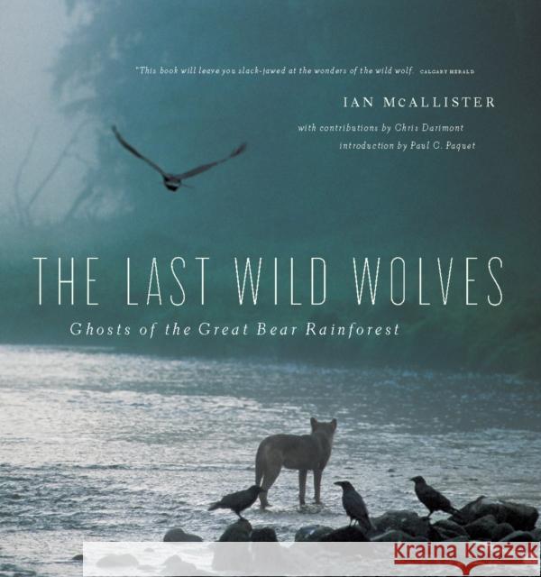 The Last Wild Wolves: Ghosts of the Rain Forest Ian McAllister Paul C. Paquet Chris Darimont 9781553654520 Greystone Books - książka