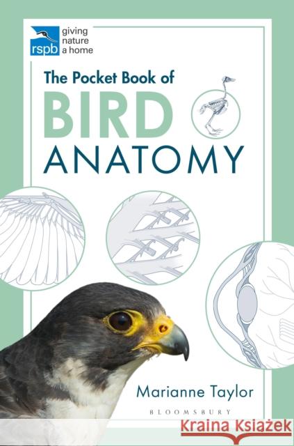 The Pocket Book of Bird Anatomy Marianne Taylor 9781472976925 Bloomsbury Publishing PLC - książka