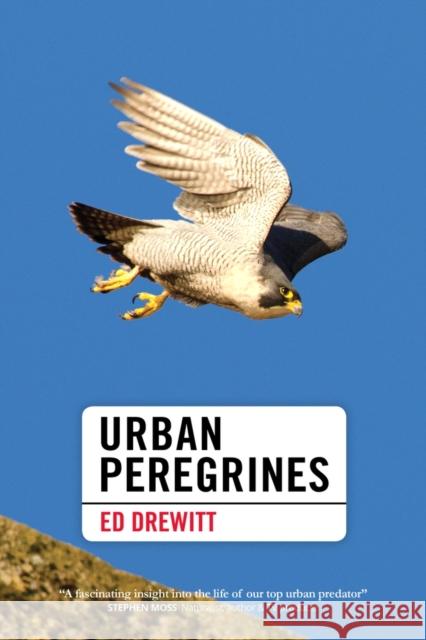 Urban Peregrines Ed Drewitt 9781907807817 Pelagic Publishing - książka