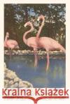 Vintage Journal Flamingos, Florida Found Image Press   9781669519515 Found Image Press