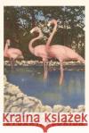 Vintage Journal Flamingos, Stuart, Florida Found Image Press   9781669519218 Found Image Press
