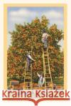 Vintage Journal Picking Oranges in Florida Found Image Press   9781669518808 Found Image Press
