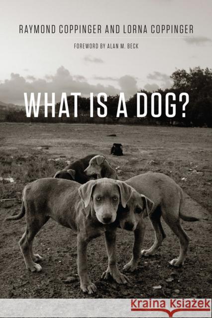 What Is a Dog? Raymond Coppinger Lorna Coppinger Alan Beck 9780226127941 University of Chicago Press - książka