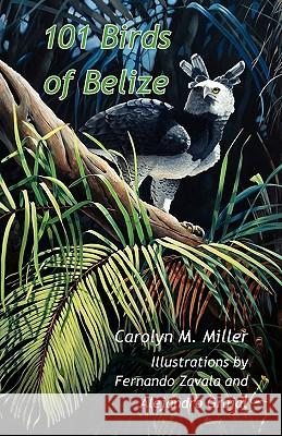 101 Birds of Belize Carolyn M Miller, Fernando Zavala, Professor Alejandro Grajal 9789768142191 Produccicones de La Hamaca - książka