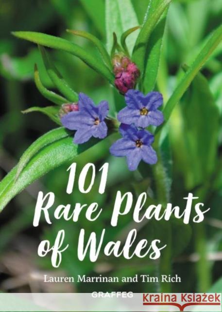 101 Rare Plants of Wales Tim Rich Lauren Marrinan  9781913134037 Graffeg Limited - książka