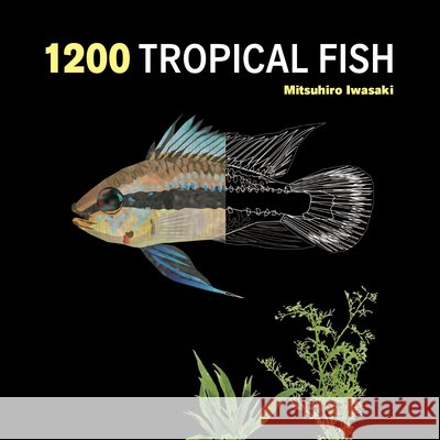 1200 Tropical Fish: An Illustrated Guide to 1200 Fish Species from Around the World Mitsuhiro Iwasaki 9780228106067 Firefly Books - książka