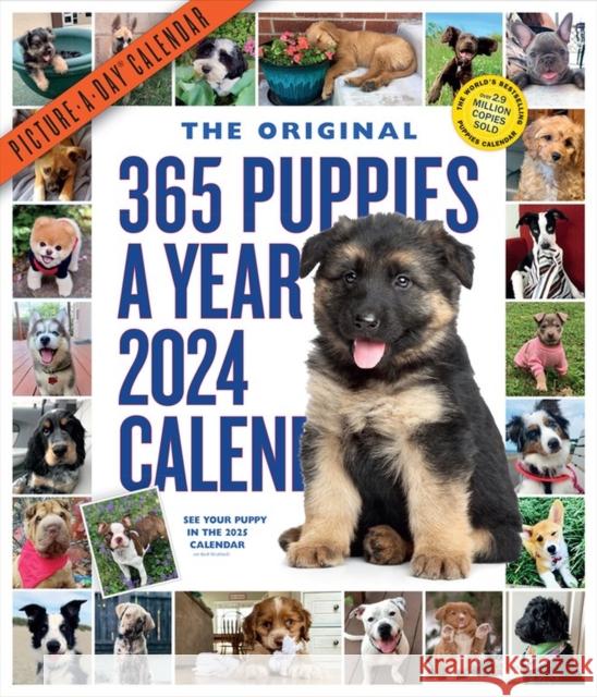 365 Puppies-A-Year Picture-A-Day Wall Calendar 2024: Absolutely Spilling Over With Puppies Workman Calendars 9781523519200 Workman Publishing - książka