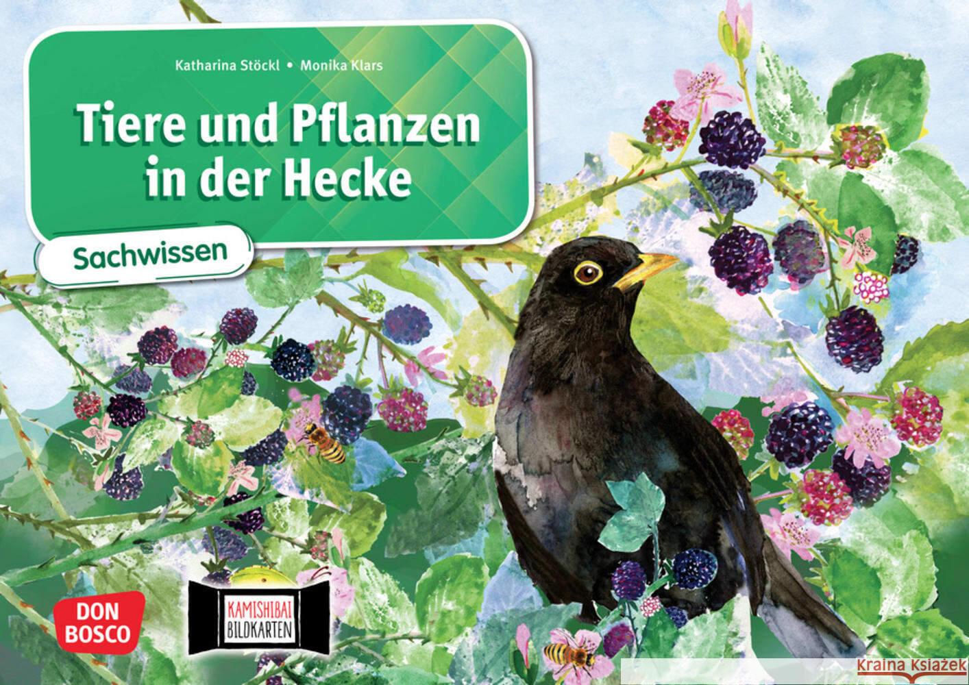 Tiere und Pflanzen in der Hecke. Kamishibai Bildkartenset Stöckl-Bauer, Katharina 4260179516733