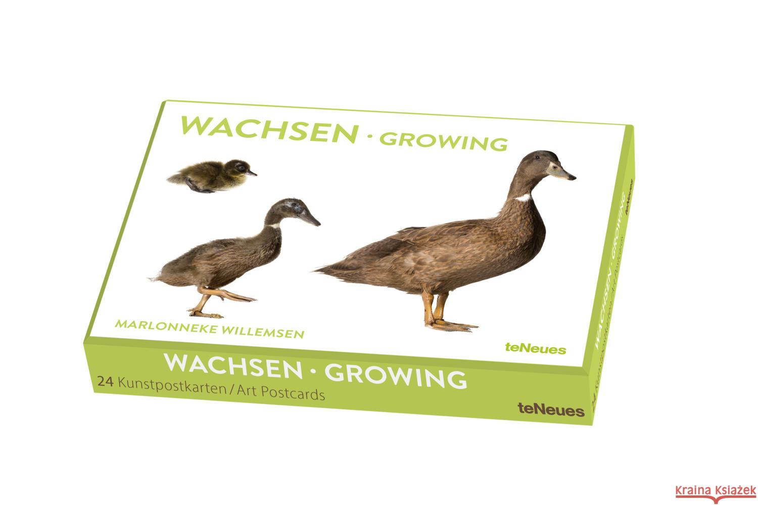 Wachsen, Kunstkartenbox Willemsen 4260416451261