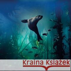 Karnet kwadrat z kopertą Galapagos Sea Lion null 5015278361017