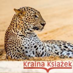 Karnet kwadrat z kopertą Leopard in sand null 5015278361024