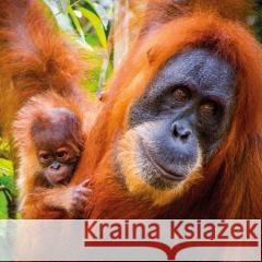 Karnet kwadrat z kopertą Sumatran Orangutan and Ba null 5015278361048