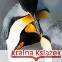 Karnet kwadrat z kopertą King Penguins null 5015278361055
