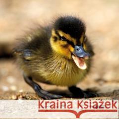 Karnet kwadrat z kopertą Mallard Duckiling null 5015278361086
