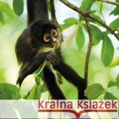 Karnet kwadrat z kopertą Spider Monkey null 5015278361093